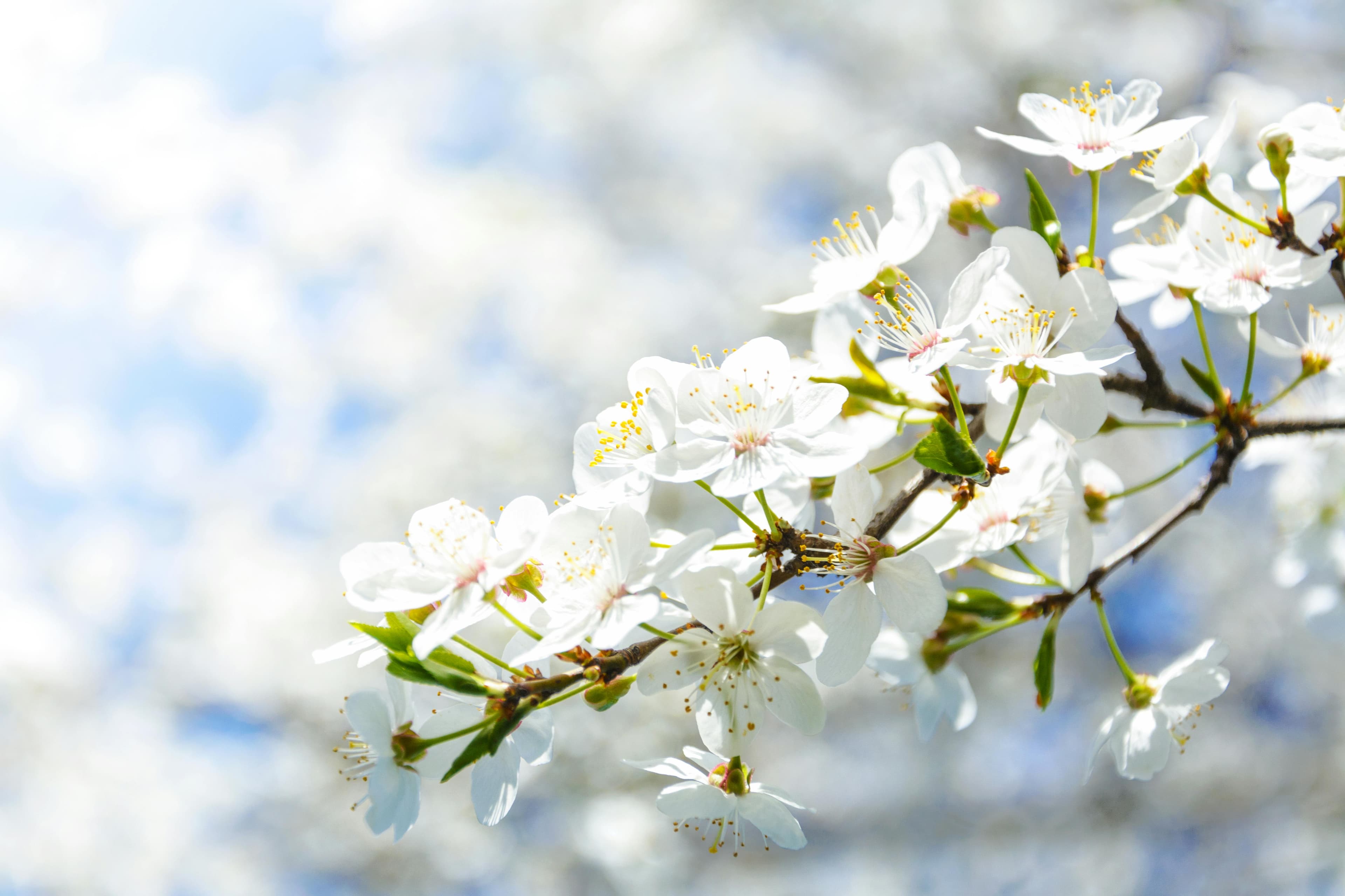 KÖS Frühlingsfest 🌸🇦🇹